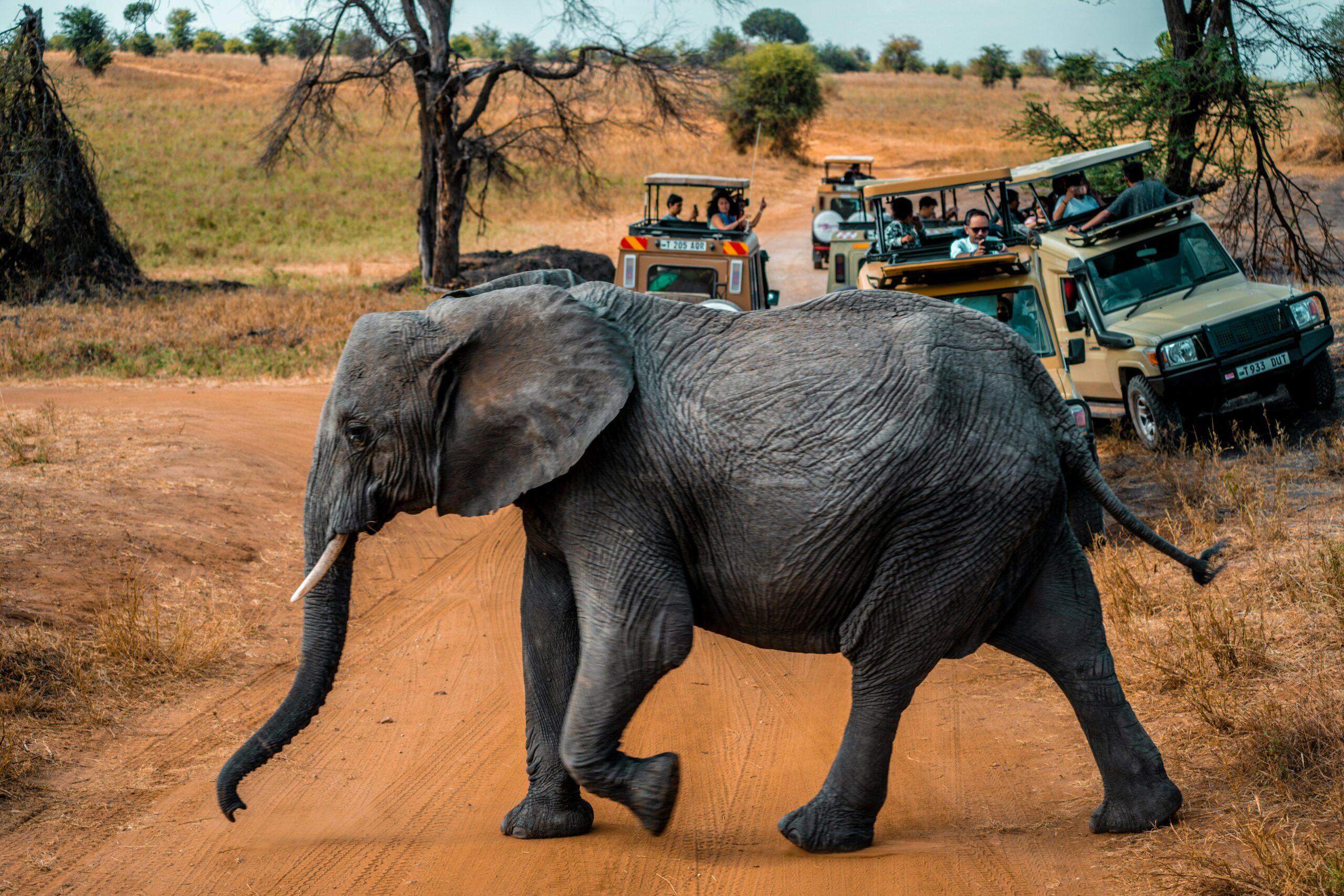 safaris & tours.